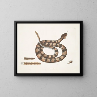 Mark Catesby - Vipera caudisona The RattleSnake The Section of a Rattle A Rattle of Twentyfour joynts A Tooth.webp
