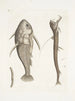 Vipera marina La Vipermouth Cataphractus americanus - Mark Catesby — vista dell’opera