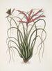 Viscum caryophylloides c Il pino selvatico Locusta caroliniana - Mark Catesby — vista dell’opera