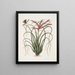 Viscum caryophylloides c Il pino selvatico Locusta caroliniana - Mark Catesby — quadro incorniciato alla parete