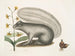 Viscum Sciurus, il procione grigio - Mark Catesby — vista dell’opera