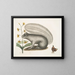 Viscum Sciurus, il procione grigio - Mark Catesby — quadro incorniciato alla parete