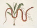Viscum c. Anguis c. Il serpente dei cereali - Mark Catesby — vista dell’opera