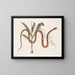 Viscum c. Anguis c. Il serpente dei cereali - Mark Catesby — quadro incorniciato alla parete