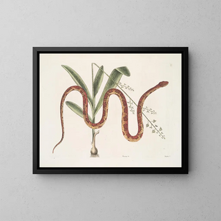 Viscum c. Anguis c. Il serpente dei cereali - Mark Catesby — quadro incorniciato alla parete
