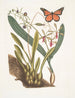 Viscum radice bulbosa Viscum caryophyllodes c Papillio c - Mark Catesby — vista dell’opera