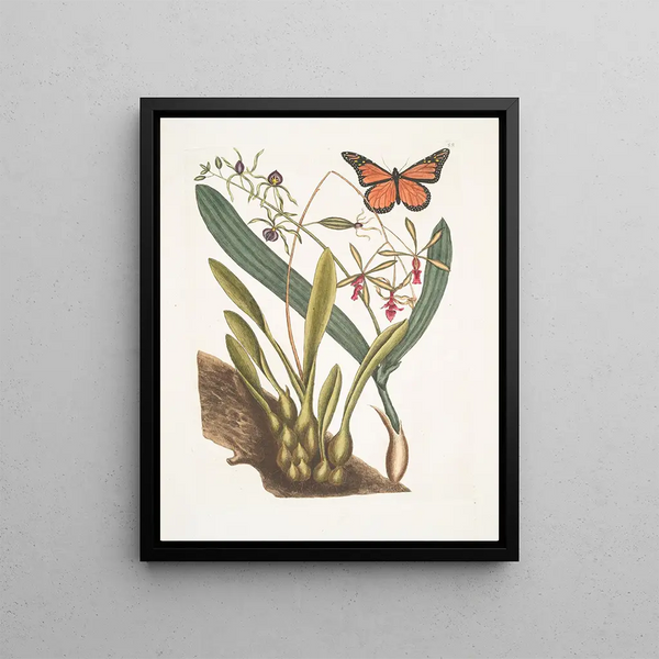Mark Catesby - Viscum radice bulbosa Viscum Caryophyllodes c Papillio c.webp