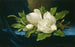 di giganti magnolie su un tessuto di velluto blu - Martin Johnson Heade — vista dell’opera