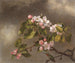 Colibrì e fiori di melo - Martin Johnson Heade — vista dell’opera