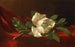 Magnolia - Martin Johnson Heade — vista dell’opera