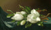 Magnolie su tessuto di velluto azzurro - Martin Johnson Heade — vista dell’opera