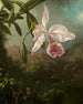 Fiori di orchidee - Martin Johnson Heade — vista dell’opera