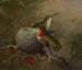 Due gorgi-bleu vicino al loro nido - Martin Johnson Heade — vista dell’opera