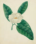 Magnolia - Mary Altha Nims — vista dell’opera