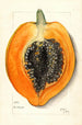 Carica papaya - Mary Daisy Arnold — vista dell’opera