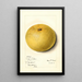 Citrus paradisi Isle of Pines - Mary Daisy Arnold — quadro incorniciato alla parete