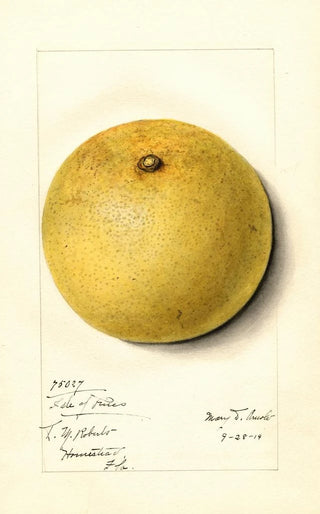 Mary Daisy Arnold - Citrus paradisi Isle of Pines.webp