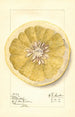 Citrus paradisi Patardia - Mary Daisy Arnold — vista dell’opera