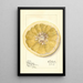 Citrus paradisi Patardia - Mary Daisy Arnold — quadro incorniciato alla parete