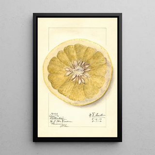 Mary Daisy Arnold - Citrus paradisi Patardia.webp