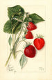 Fragaria Dunlap - Mary Daisy Arnold — vista dell’opera
