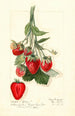 Fragaria Epsey - Mary Daisy Arnold — vista dell’opera