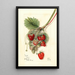 Fragaria Ideal - Mary Daisy Arnold — quadro incorniciato alla parete