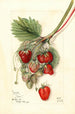 Fragaria Ideal - Mary Daisy Arnold — vista dell’opera