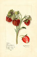 Fragaria Fierté du Delaware - Mary Daisy Arnold — vista dell’opera