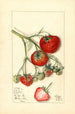 Fragaria Wooster - Mary Daisy Arnold — vista dell’opera
