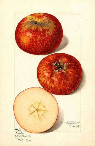 Mary Daisy Arnold - Malus domestica.webp