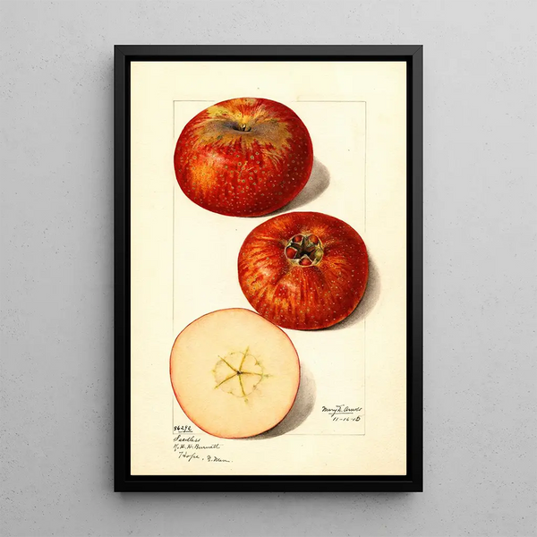 Mary Daisy Arnold - Malus domestica.webp