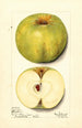 Malus domestica Alfriston - Mary Daisy Arnold — vista dell’opera