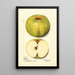 Malus domestica Alfriston - Mary Daisy Arnold — quadro incorniciato alla parete