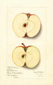 Malus domestica Baldwin - Mary Daisy Arnold — vista dell’opera