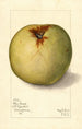 Malus domestica Gloria Mundi - Mary Daisy Arnold — vista dell’opera