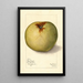 Malus domestica Gloria Mundi - Mary Daisy Arnold — quadro incorniciato alla parete