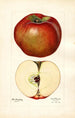 Malus domestica Lord Stradbroke - Mary Daisy Arnold — vista dell’opera
