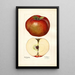 Malus domestica Lord Stradbroke - Mary Daisy Arnold — quadro incorniciato alla parete