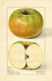Malus domestica Nixonite - Mary Daisy Arnold — vista dell’opera
