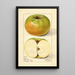 Malus domestica Nixonite - Mary Daisy Arnold — quadro incorniciato alla parete