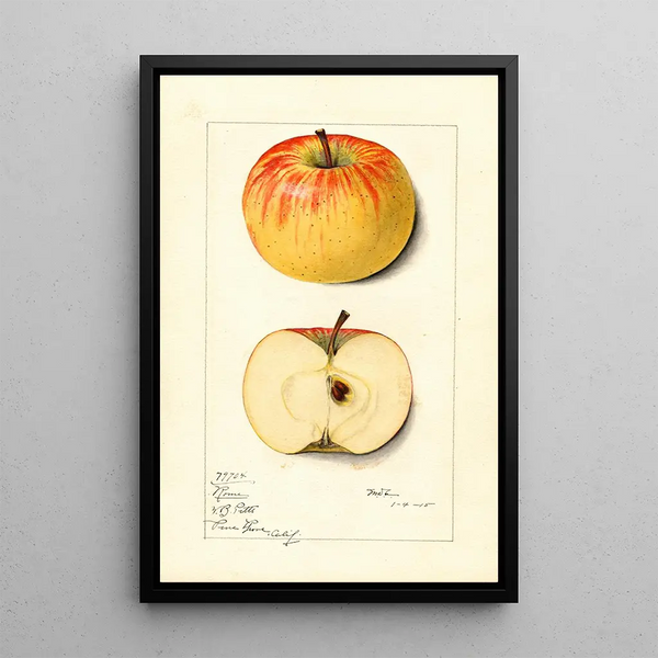 Mary Daisy Arnold - Malus domestica Rome.webp