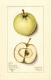 Malus domestica Trenton Early - Mary Daisy Arnold — vista dell’opera
