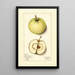 Malus domestica Trenton Early - Mary Daisy Arnold — quadro incorniciato alla parete