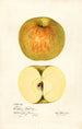 Malus domestica Western Beauty - Mary Daisy Arnold — vista dell’opera