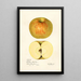 Malus domestica Western Beauty - Mary Daisy Arnold — quadro incorniciato alla parete