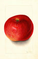 Malus domestica Wolf River - Mary Daisy Arnold — vista dell’opera