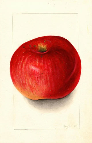 Mary Daisy Arnold - Malus domestica Wolf River.webp