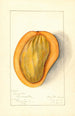 Mangifera indica Singapore - Mary Daisy Arnold — vista dell’opera