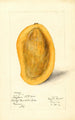 Mangifera indica Totafari - Mary Daisy Arnold — vista dell’opera